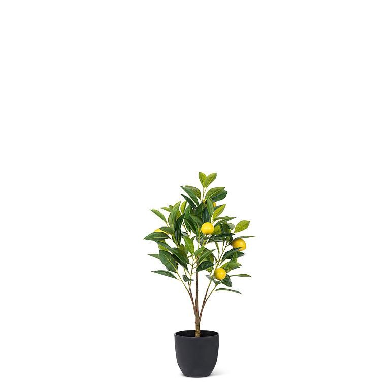 Forever Plant - Lemon tree
