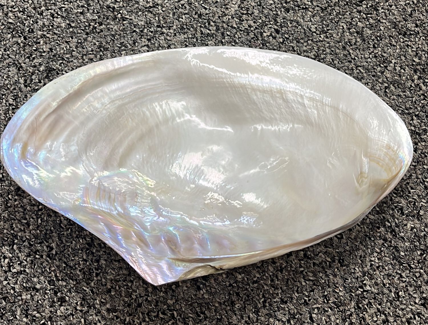 Real Shell Plate