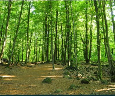 FAIGEDA D’EN JORDÀ