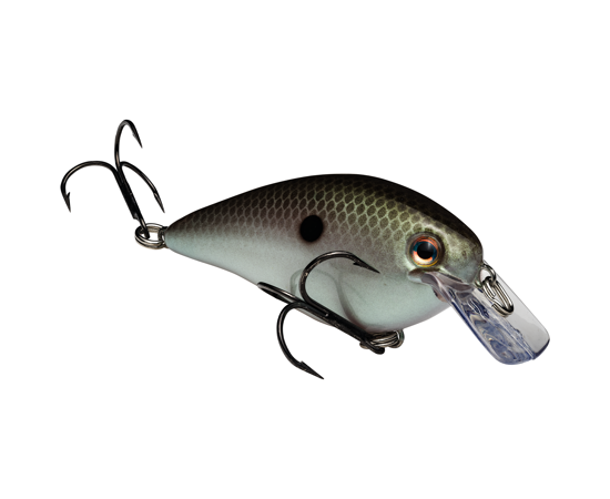 1.5 Green Gizzard Shad