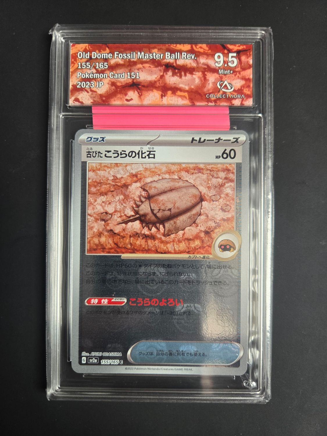 Fossile Dôme Ancien (xsv2a 155)