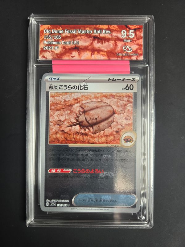 Fossile Dôme Ancien (xsv2a 155)