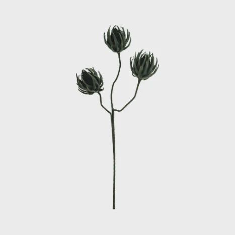 Black Botanica