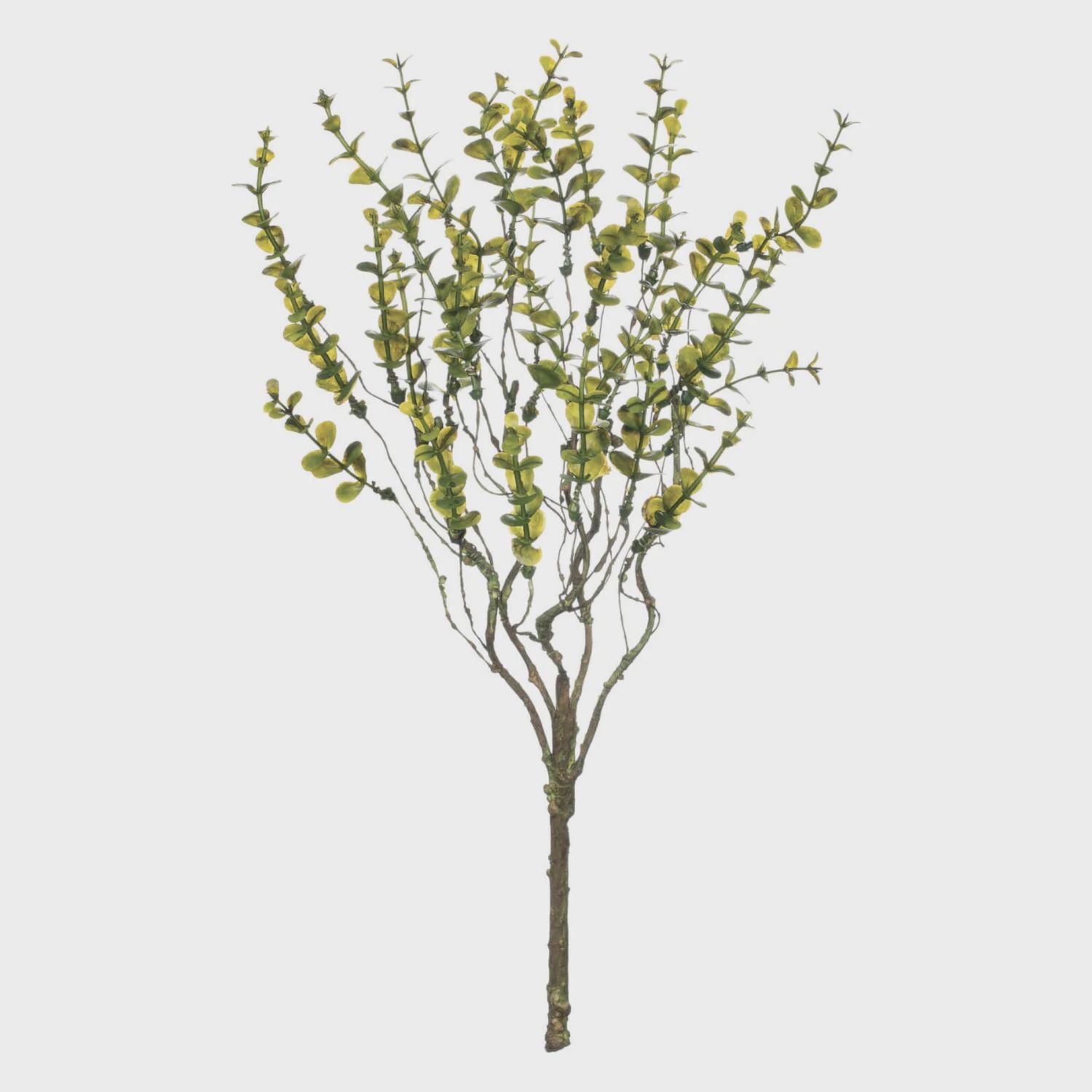 Leaves Bush