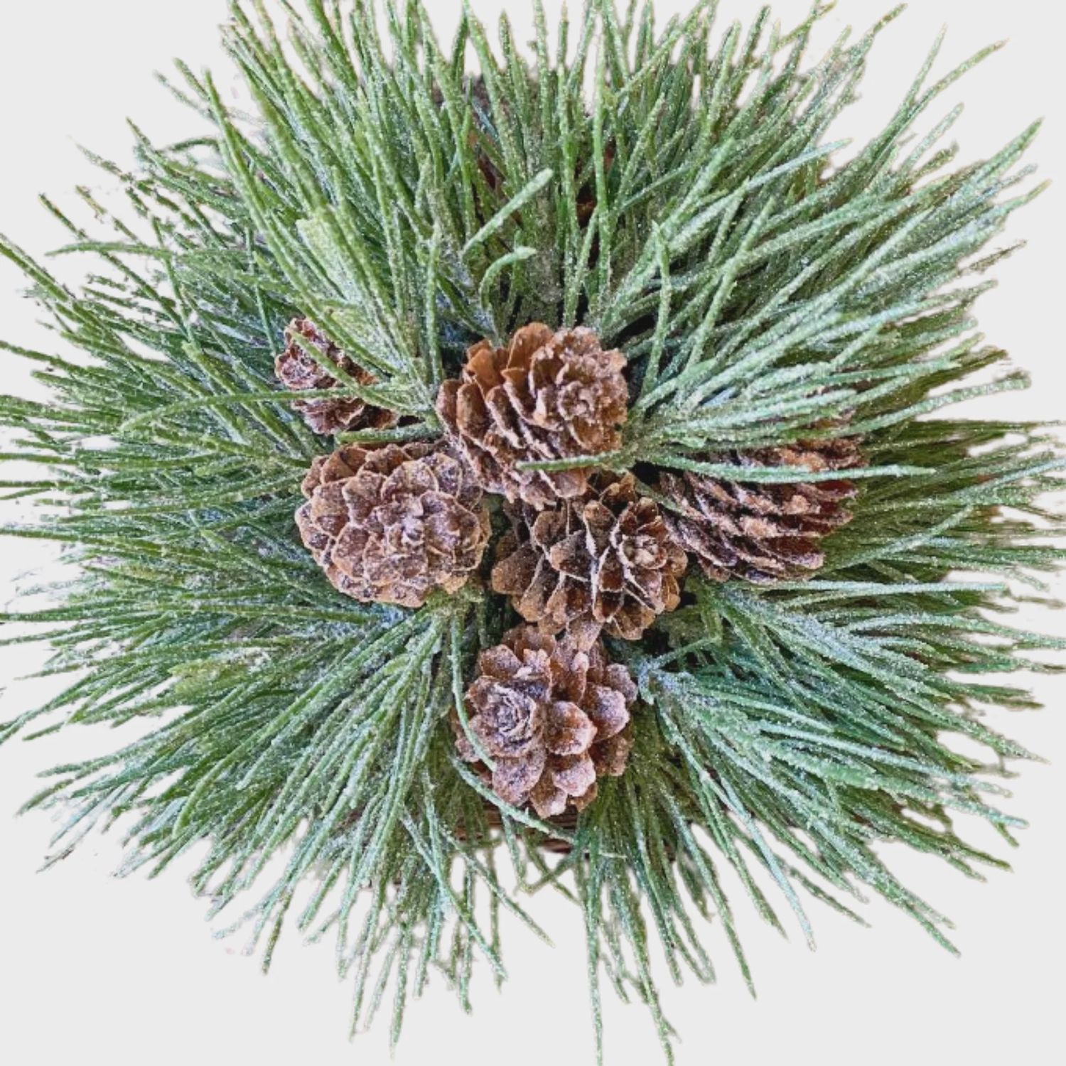 Mugo Pine Orb | 7&quot;