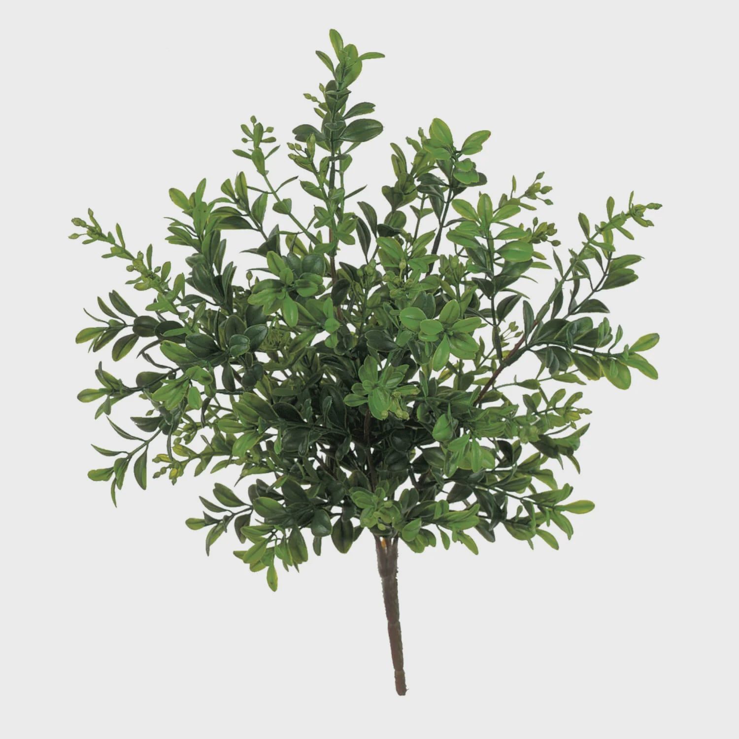 Fresh Green Boxwood Pick