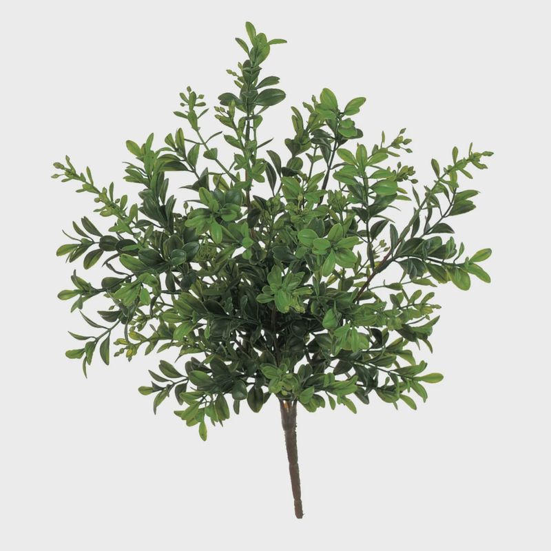 Fresh Green Boxwood Pick