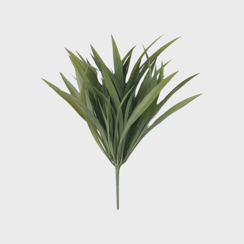 Yucca Bush