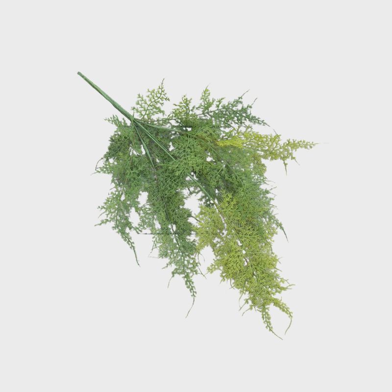 Asparagus Fern | 18&quot;