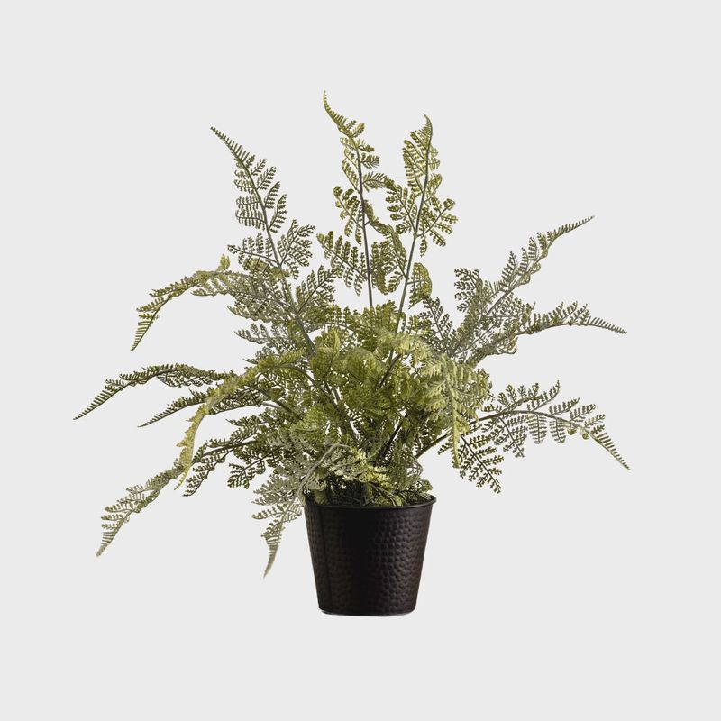 Potted Lace Fern | 19&quot;