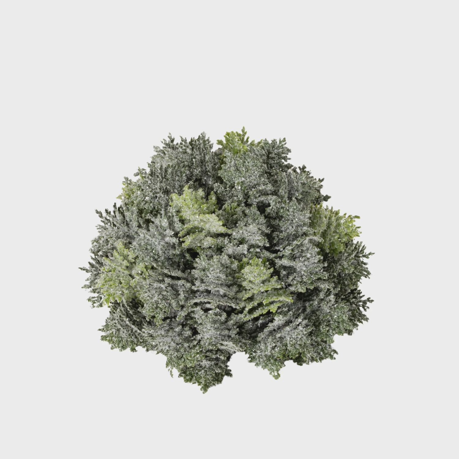 Cypress Orb