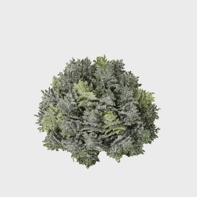 Cypress Orb