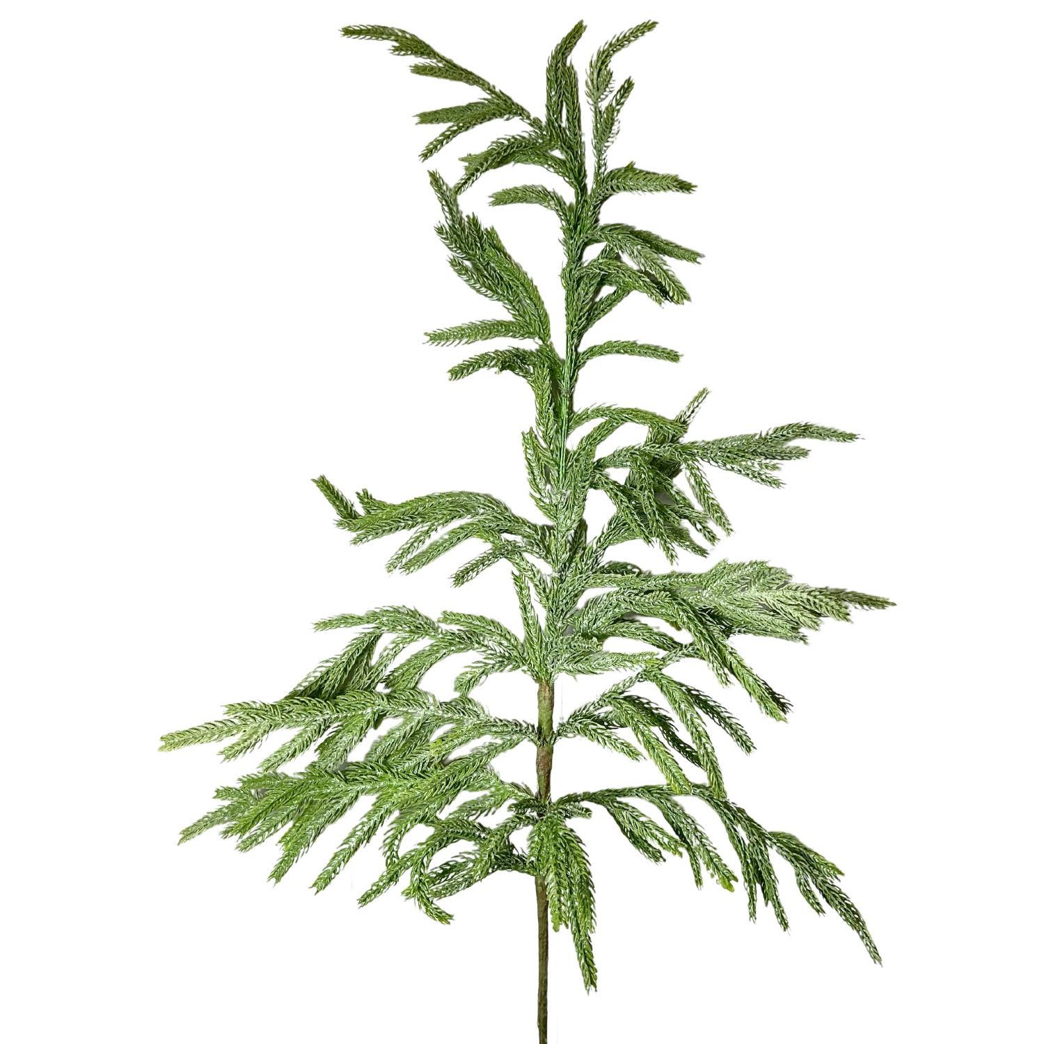 Eastern Norfolk Pine Christmas Spray | 36&quot;
