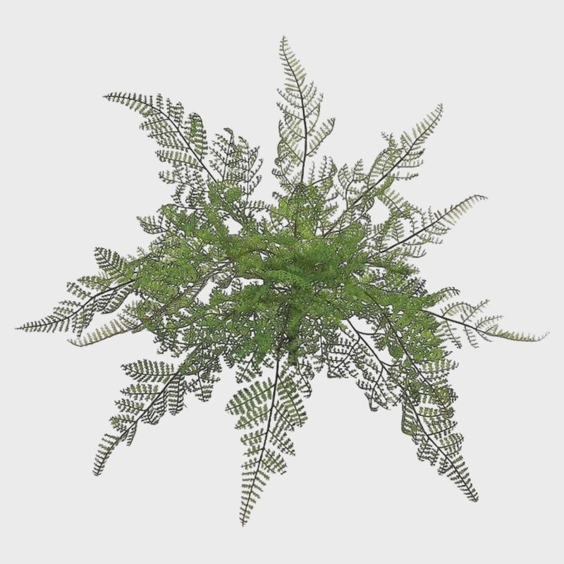 Lace Fern Bush | 18&quot;