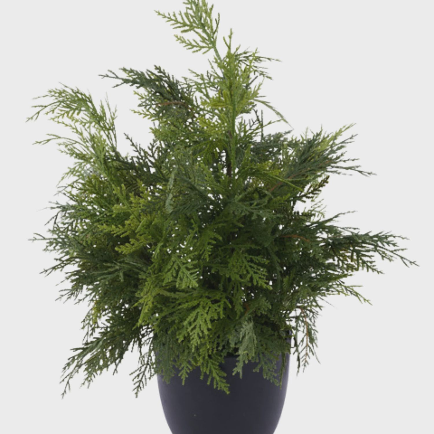 Potted Cedar Bush | 24&quot;H