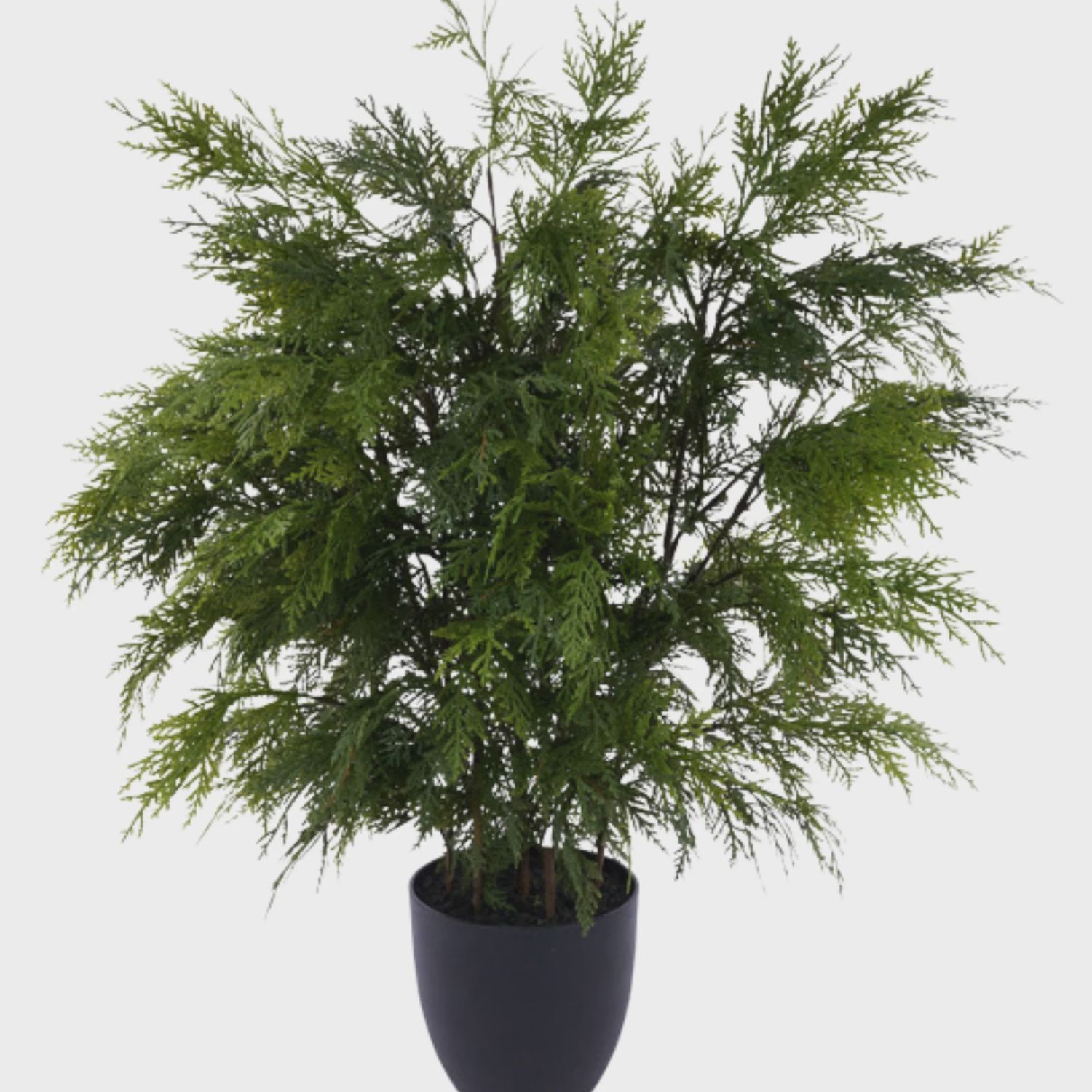 Potted Cedar Bush | 36&quot;H