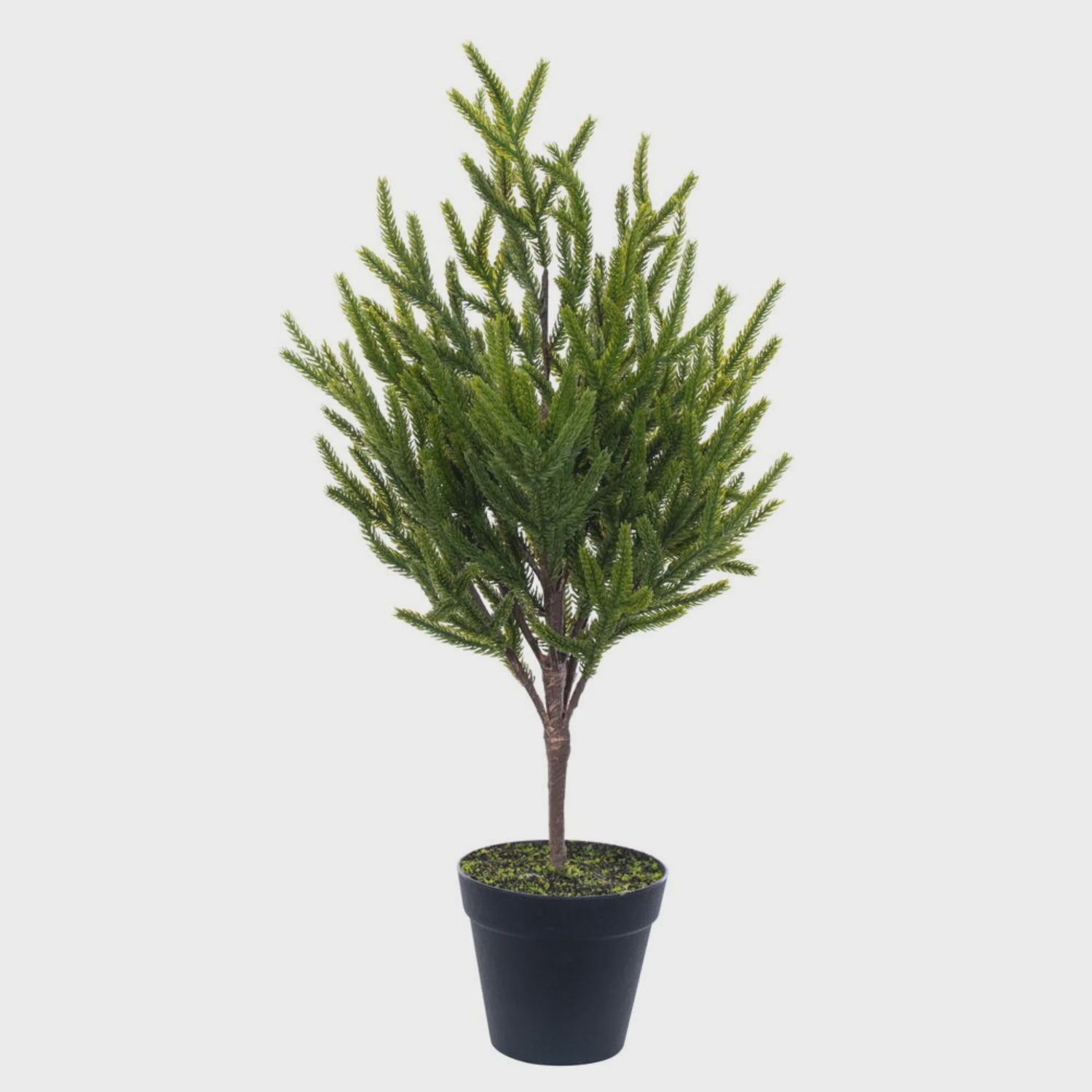 Green Potted Norfolk Pine Tree | 23.5&quot;