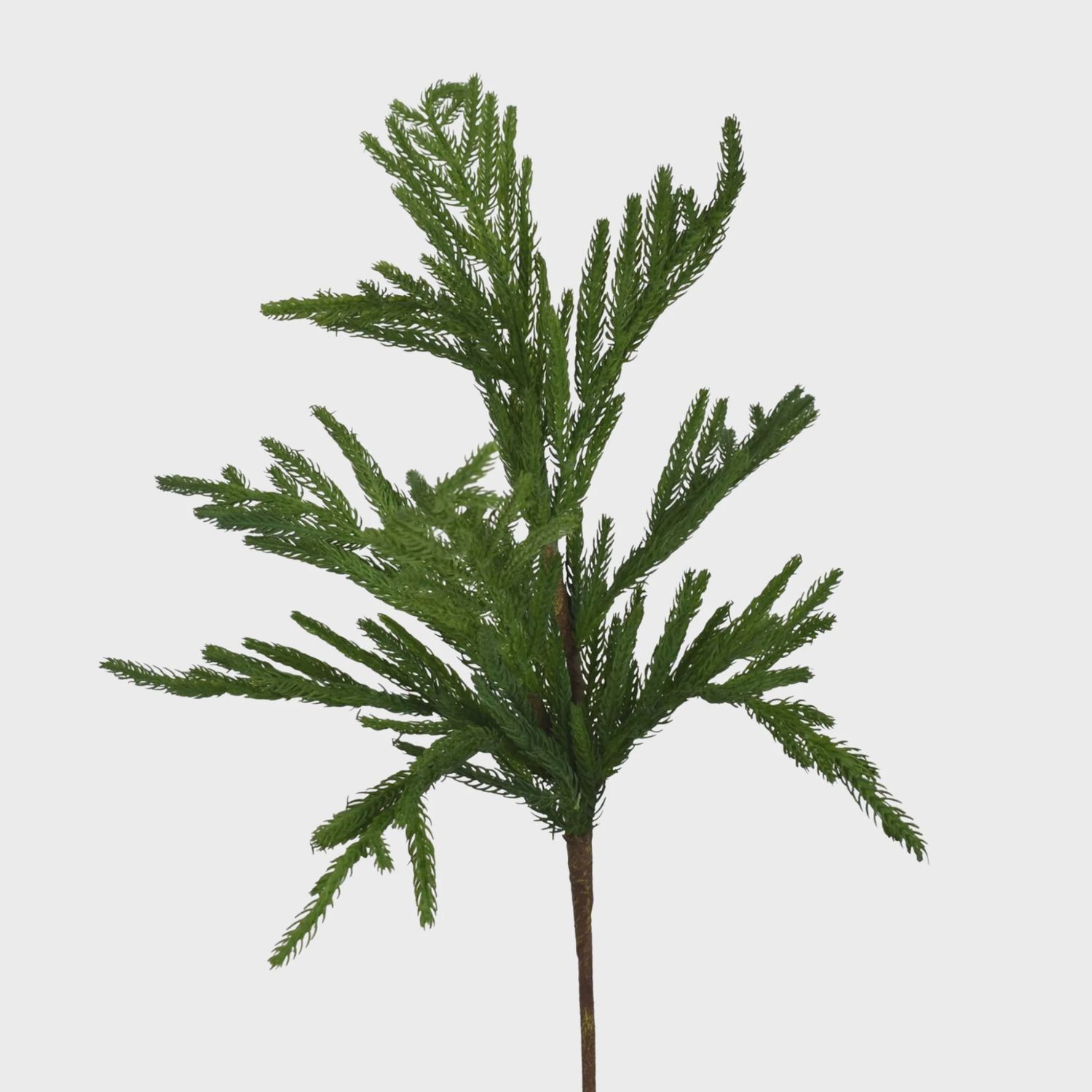 31” Needle Norfolk Pine Branch