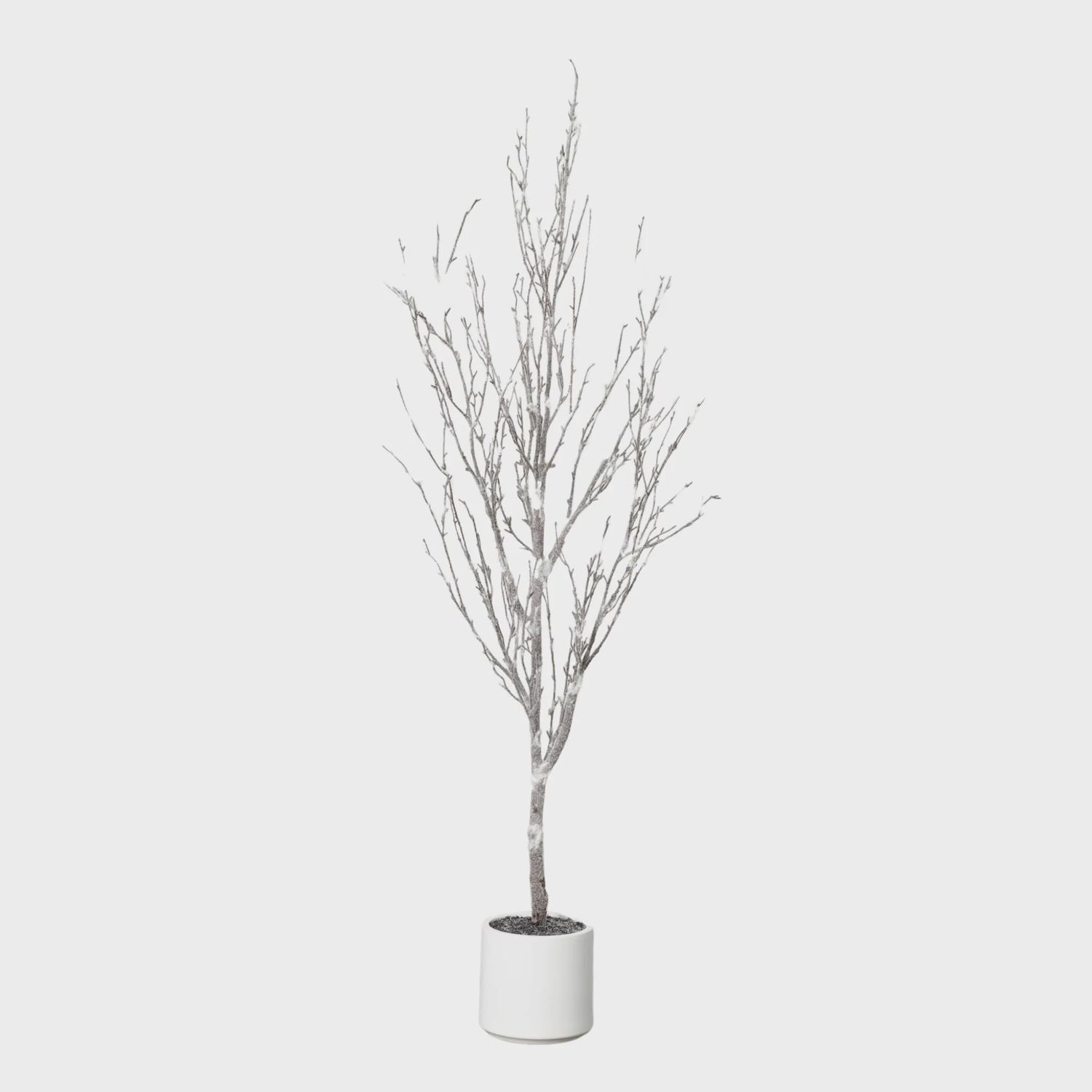 Potted Birch Tree