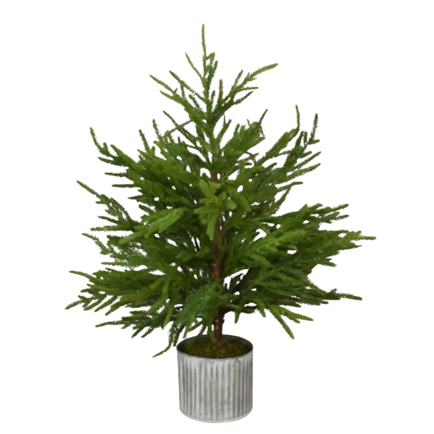 28” Norfolk Pine Tree in Galvanized Whitewash Pot