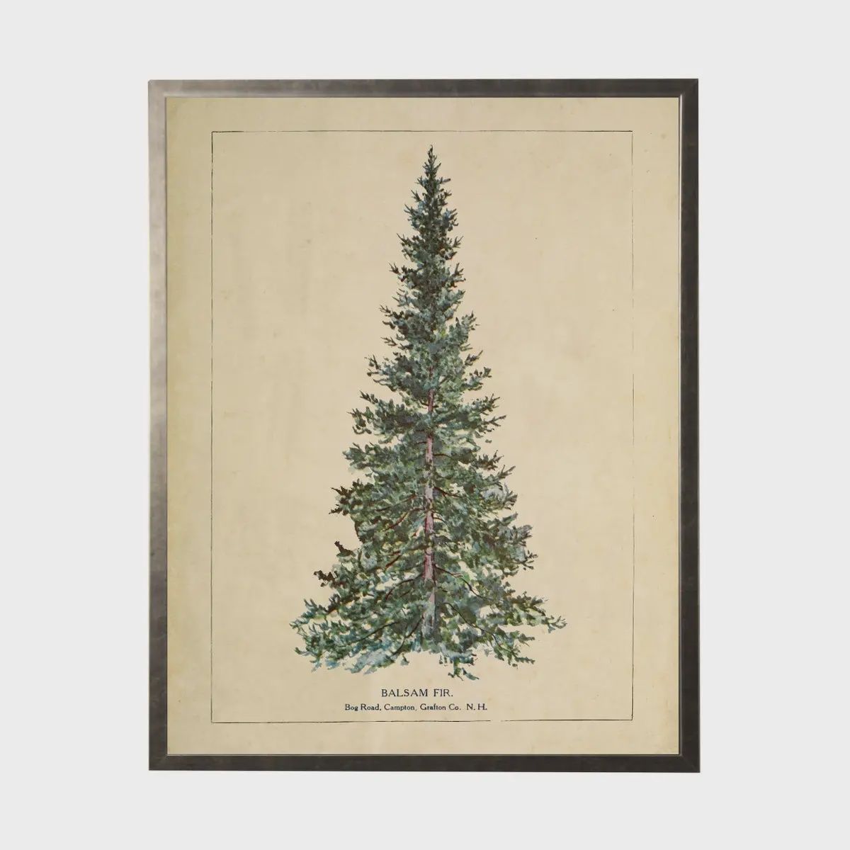 20 x 16 Balsam Fir