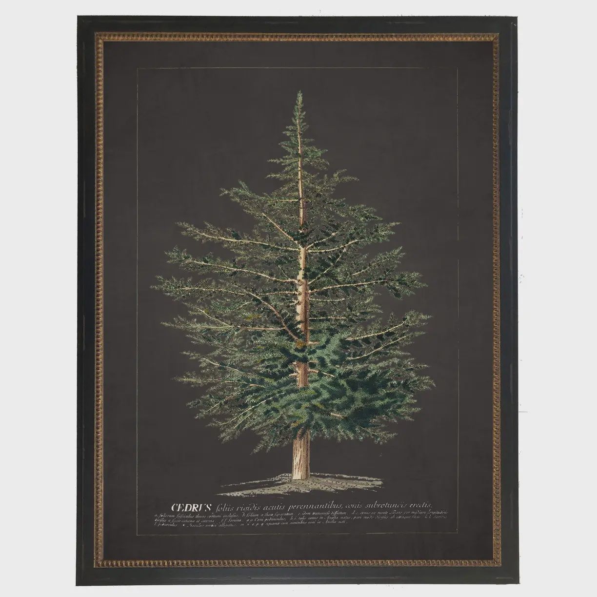 22 x 28 Cedar Tree Bookplate Art