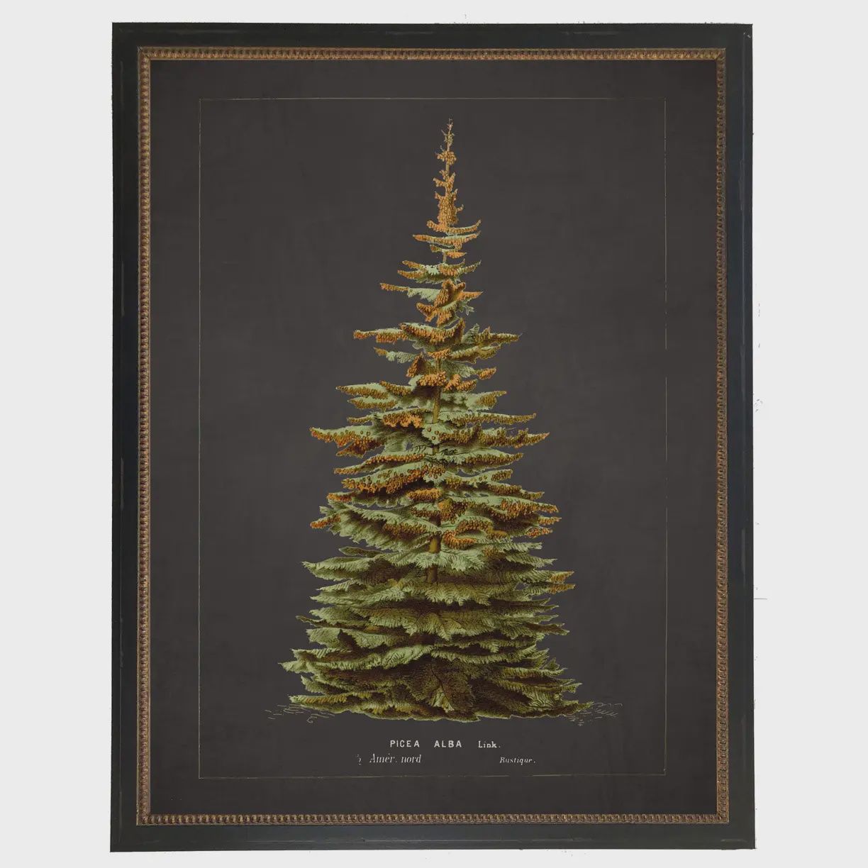 22 x 28 Vintage Silver Fir Art