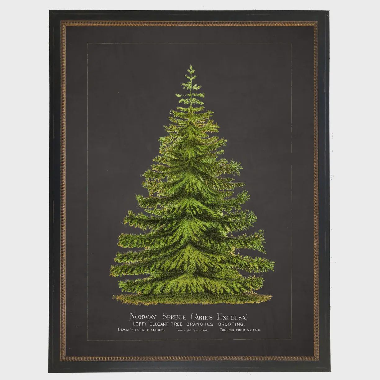 22 x 28 Vintage Norway Spruce Art