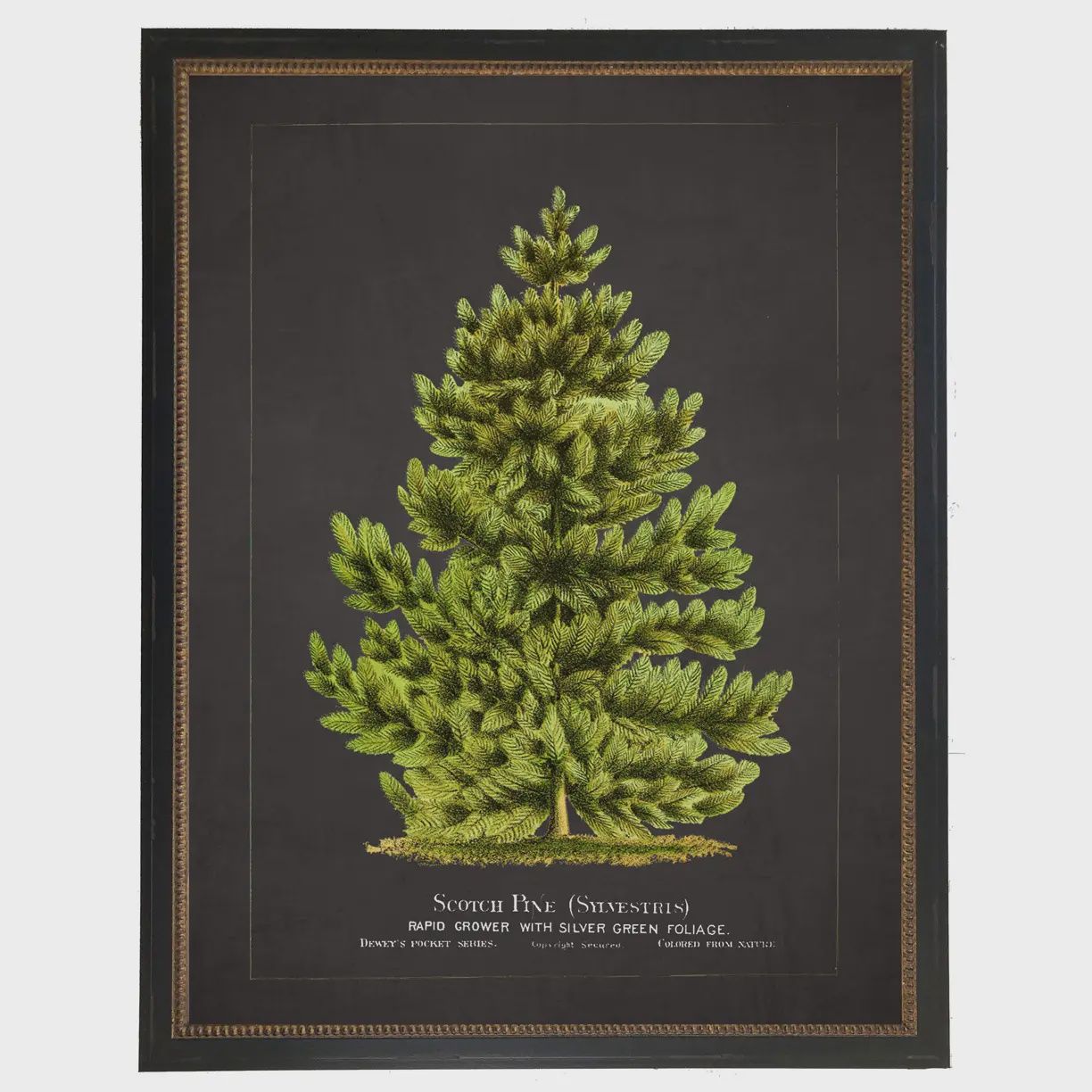 22 x 28 Vintage Scotch Pine Art
