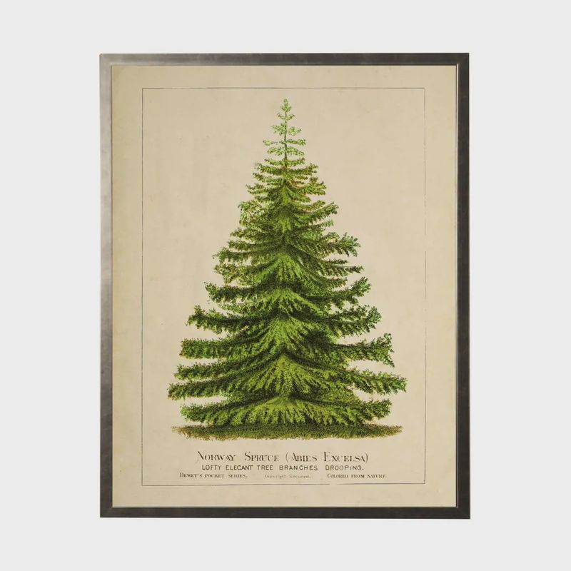 20 x 16 Norway Spruce Art