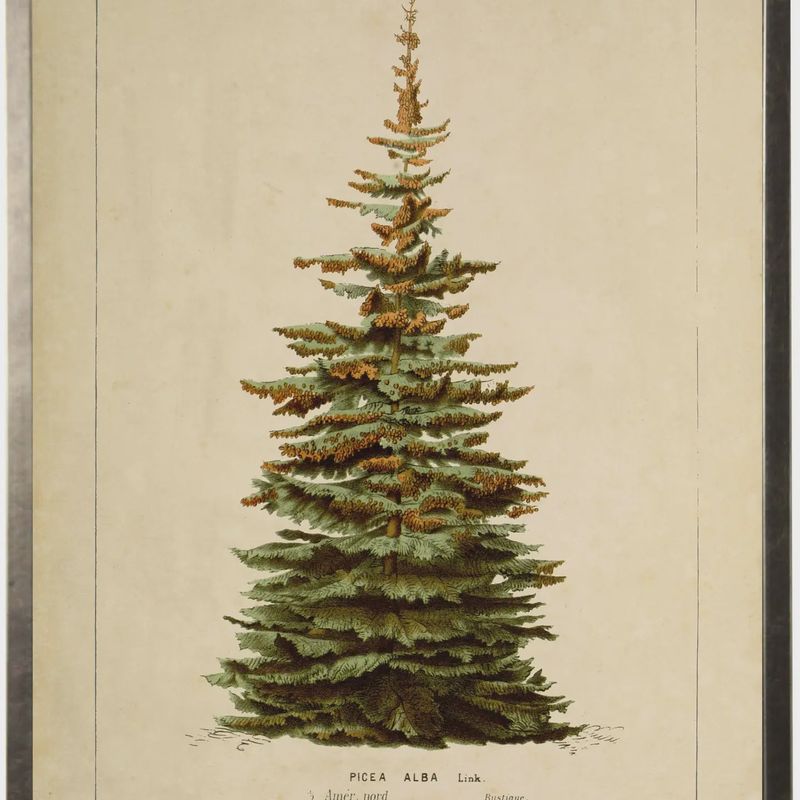 20 x 16 Silver Fir Art