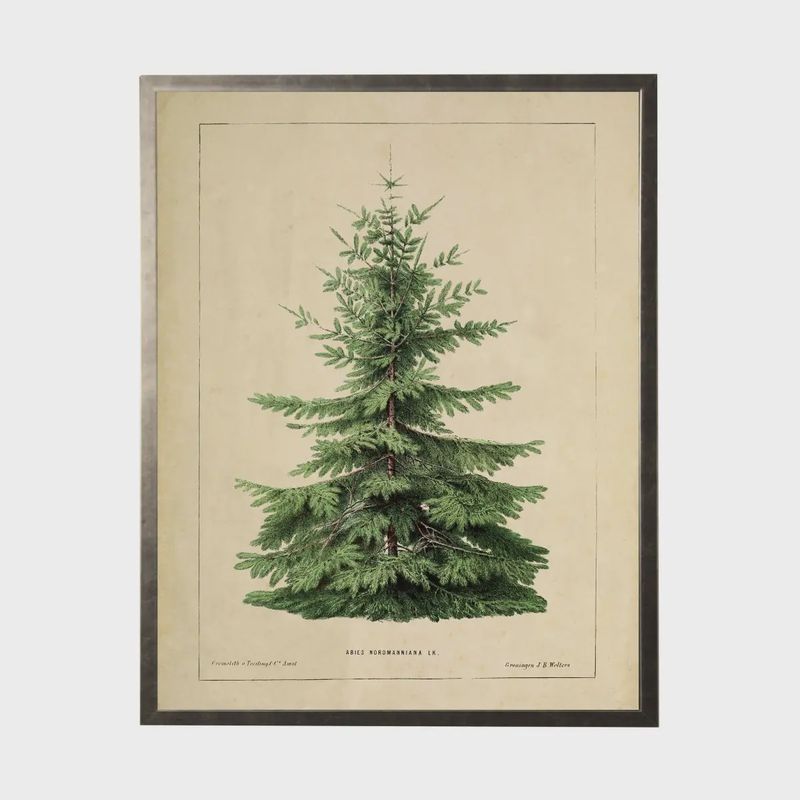 20 x 16 Normann Fir Art