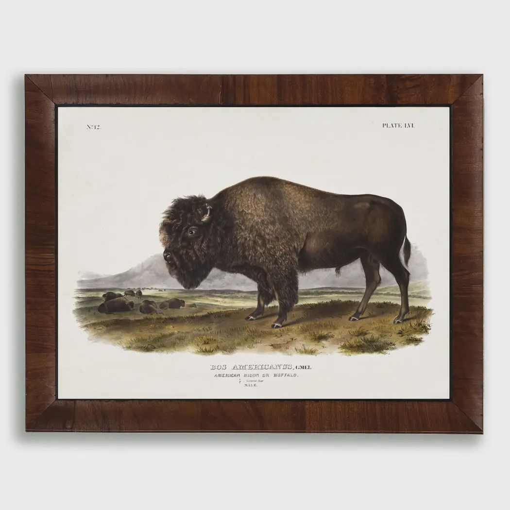 10 x 8 Audobon American Bison