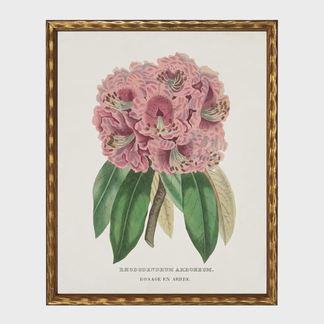 16 x 12 Vintage Rhododenron
