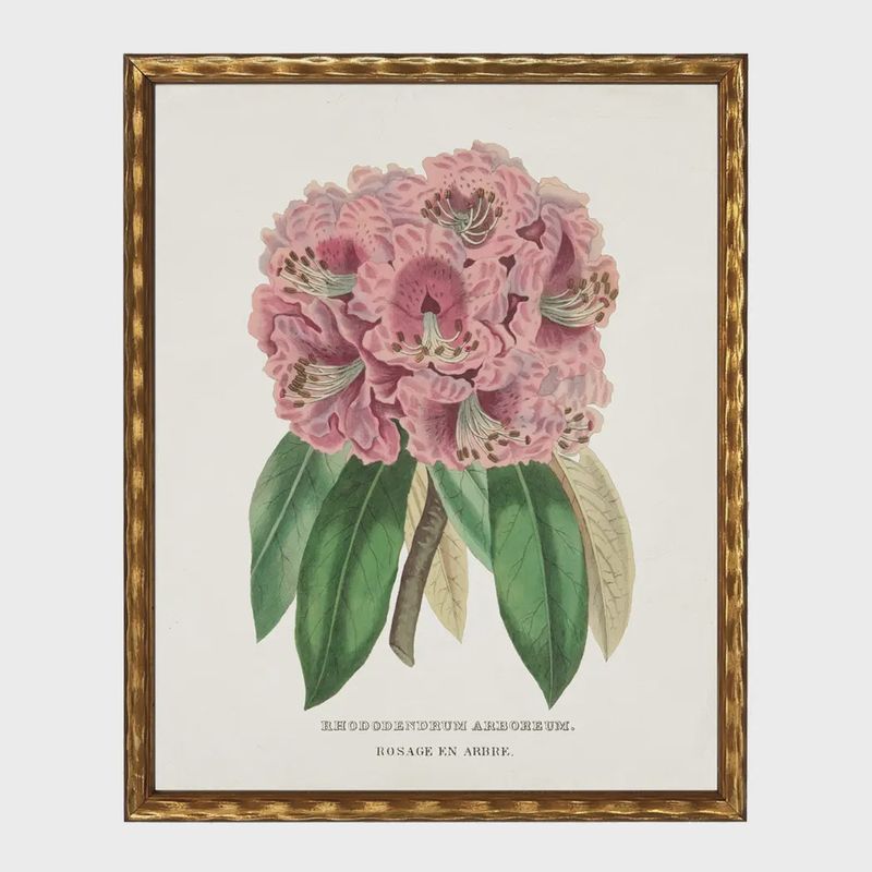 16 x 12 Vintage Rhododenron