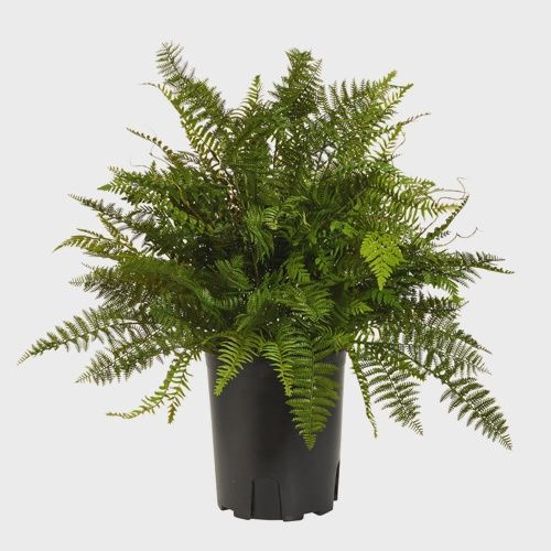 36" Potted Fern Plant