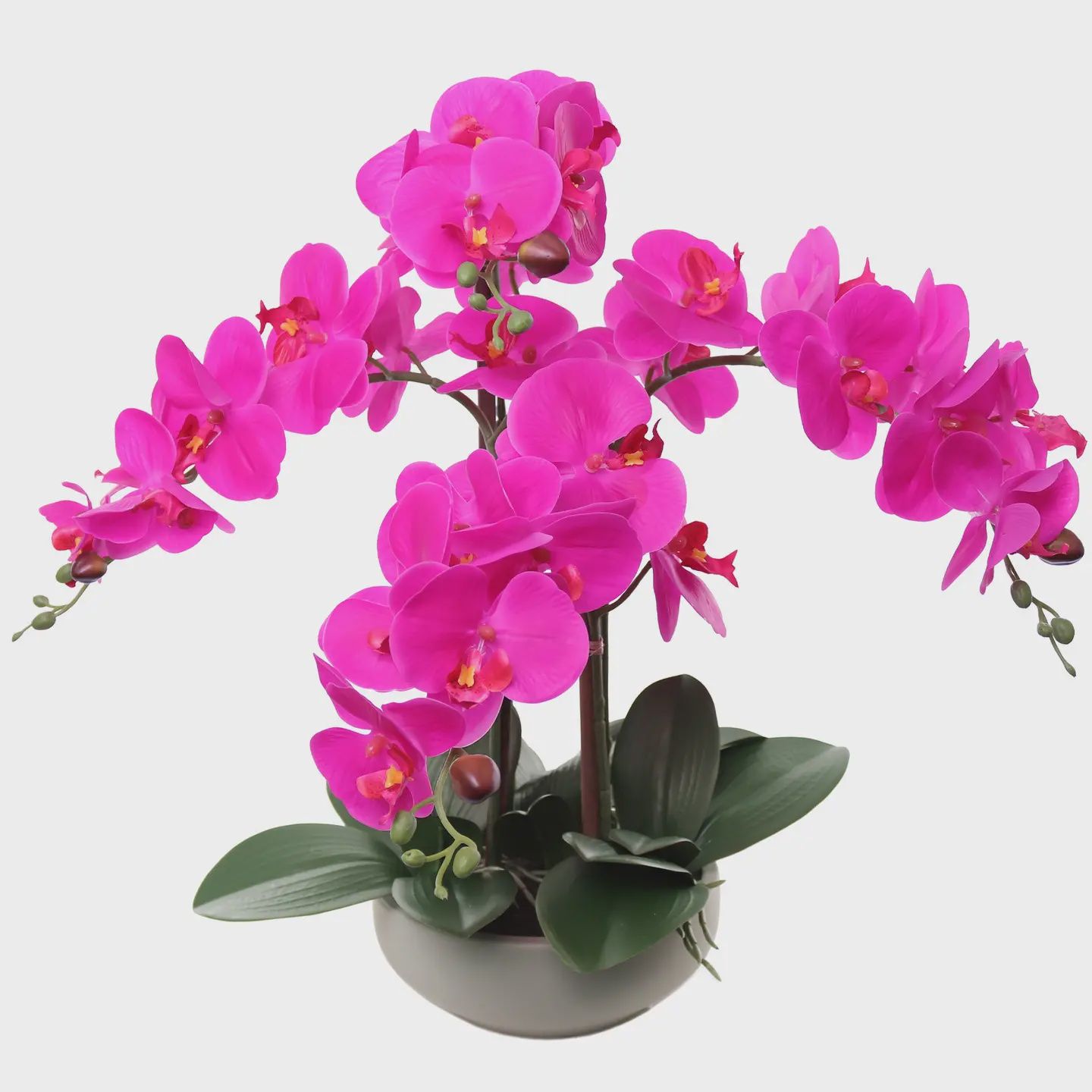 20" Fuchsia Phalaenopsis Orchid in Elegant Round Grey Pot
