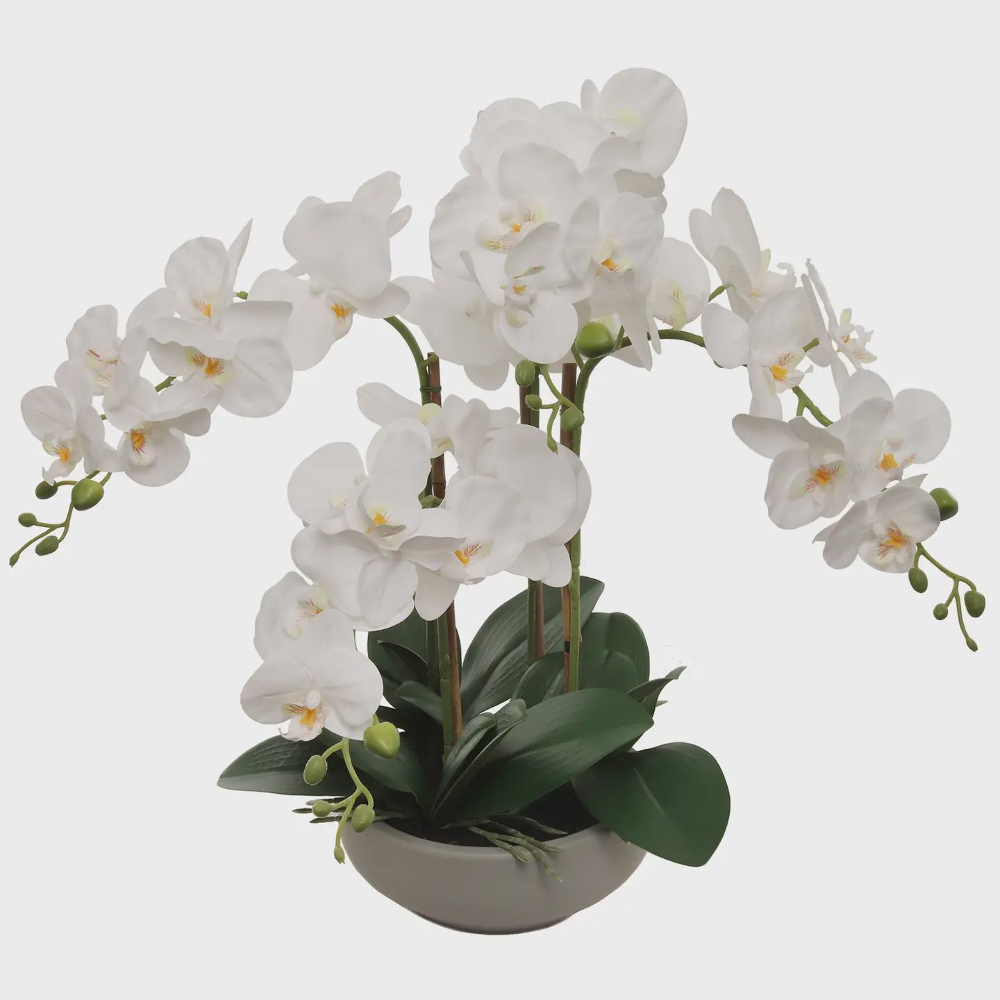 20" White Phalaenopsis Orchid Flowers in Round Grey Pot
