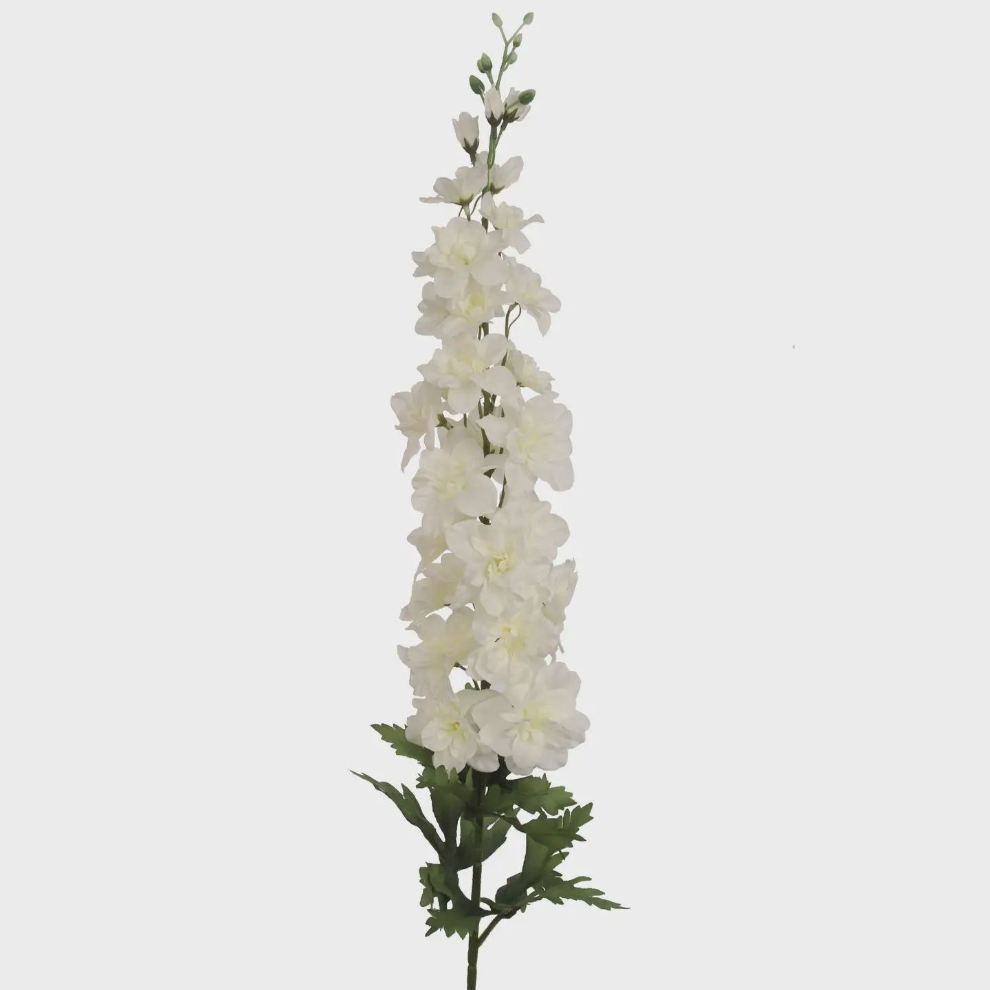 White Delphinium-37"
