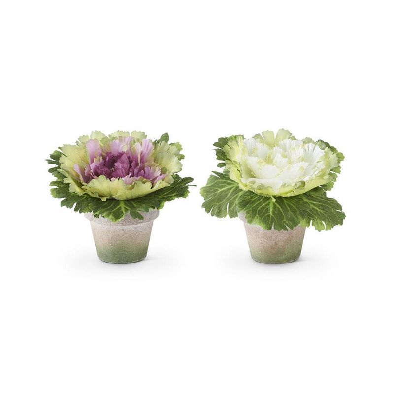 6 Inch Cabbages in Pots (2 Styles)