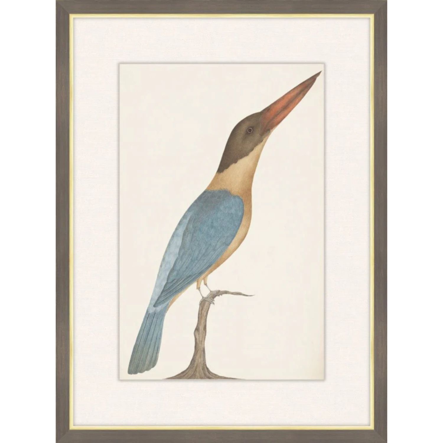 Brown Headed Kingfisher