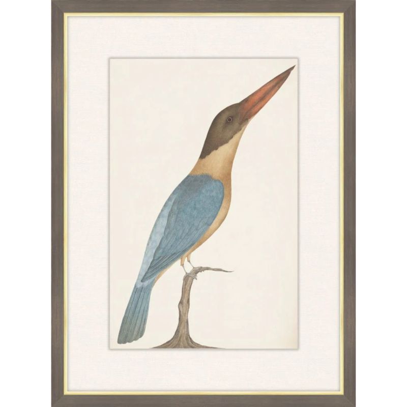Brown Headed Kingfisher