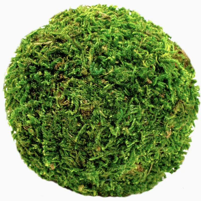 Moss Balls 2.5in