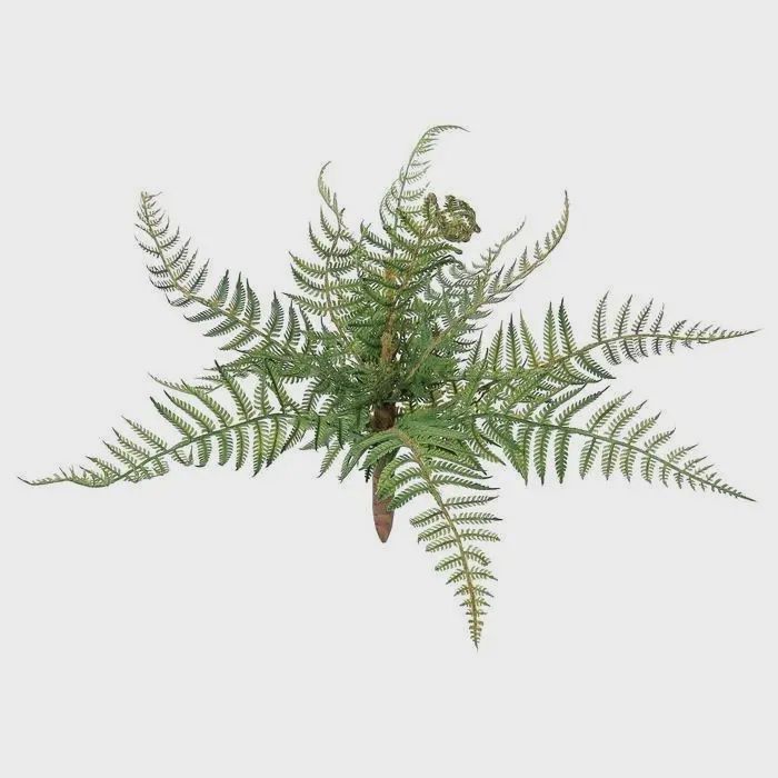 Forest Fern