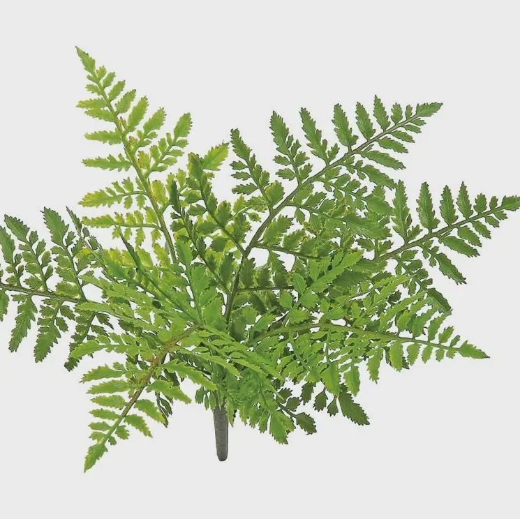 Leather Fern Bush