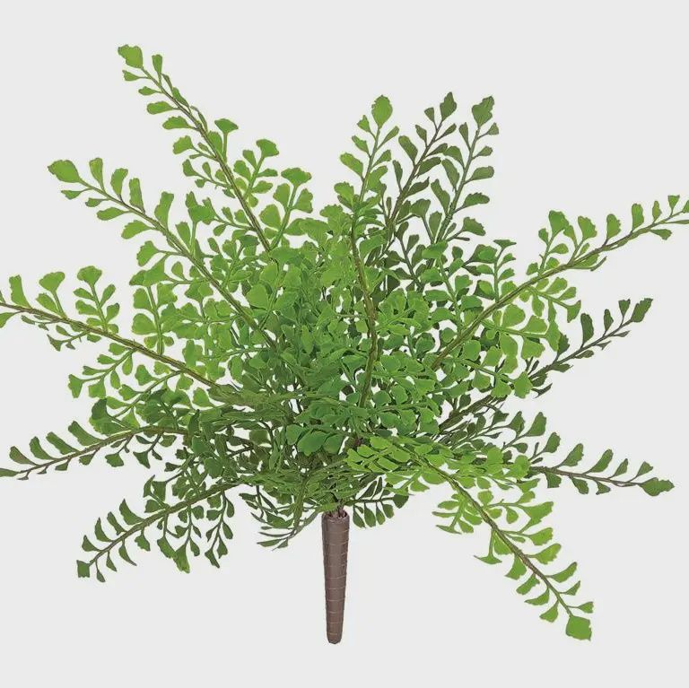 Maidenhair Fern Bush