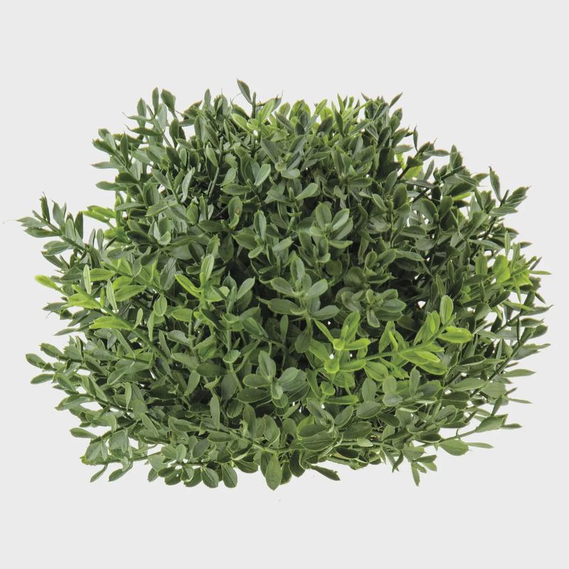 New England Boxwood Half Sphere – 7"