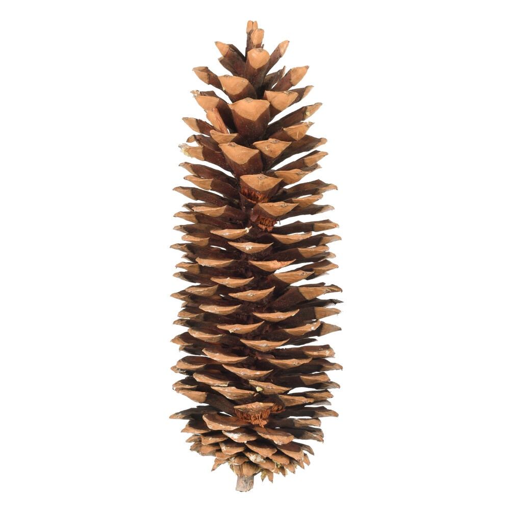 9.5"–14" Sugar Pinecones