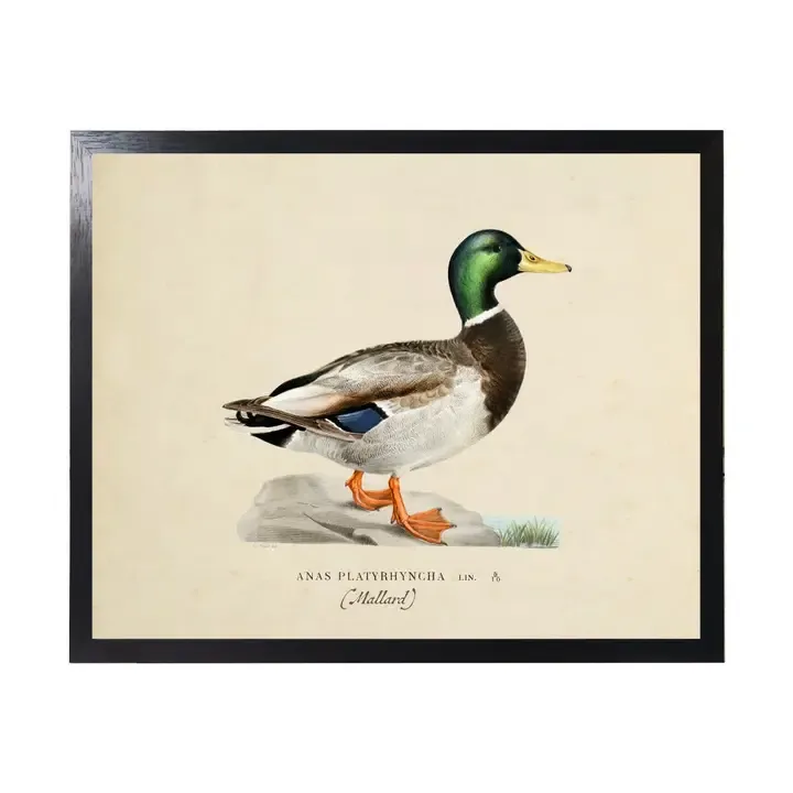 10" x 8" Framed Vintage Male Mallard Bookplate Print