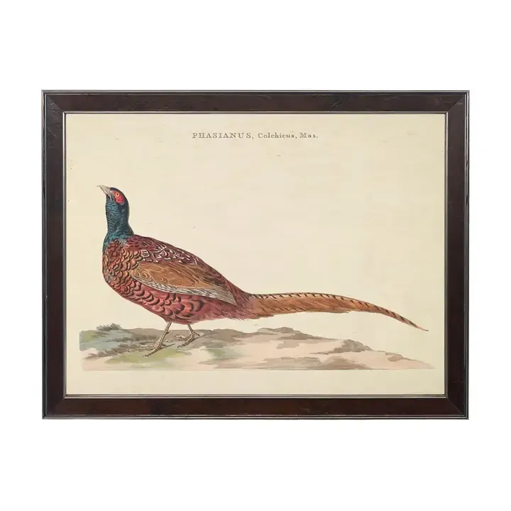 10" x 8" Framed Vintage Male Pheasant Bookplate on Distressed Background